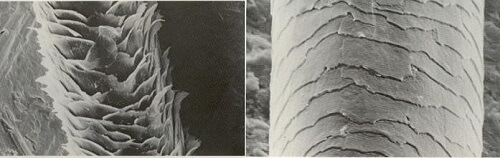 A direita imagem de microscópio de fio de cabelo com cutículas abertas, e a direita com cutículas fechadas.