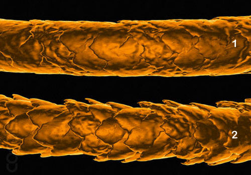 Comparação microscópica entre fio de cabelo com cutículas abertas e outro com cutículas fechadas.