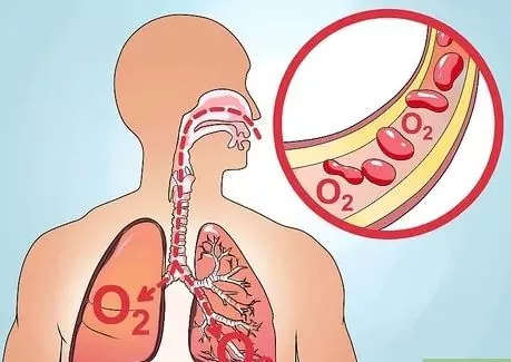 Ilustração mostrando sistema respiratório humano, com zoom em uma artéria com hemoglobinas.