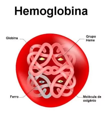 Ilustração mostrando como é uma célula de hemoglobina por dentro.