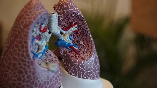 Escultura mostrando partes internas e externas de um pulmão.